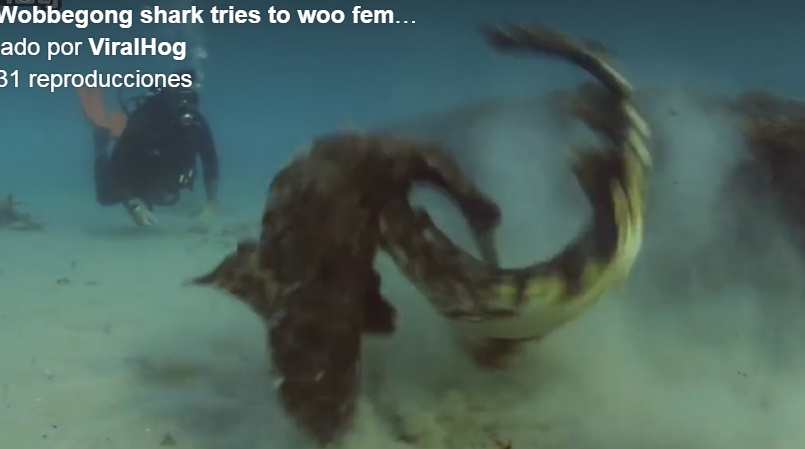 Photo of (VIDEO) Buzos graban pelea entre dos tiburones