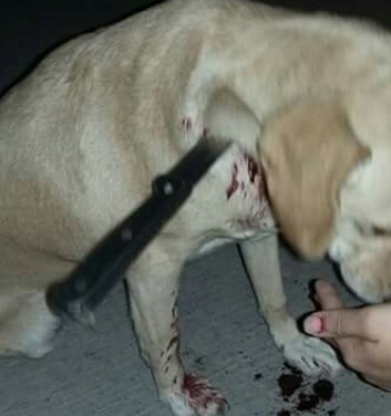 Photo of Malnacidos entierran cuchillo de 15 centímetros a perrito en Alto Hospicio