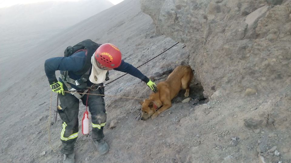 Photo of Bomberos de Alto Hospicio rescató a perrito desde una quebrada en cerro “Tarapaca”