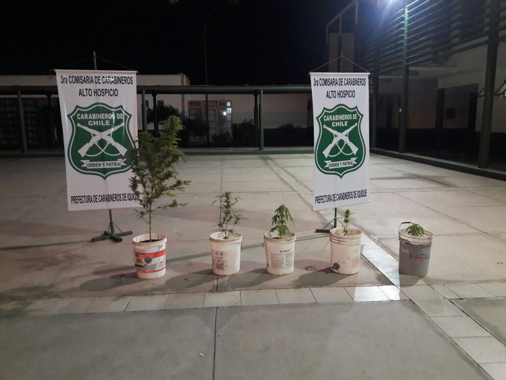 Photo of Sip incautó cultivo de plantas de marihuana en  Alto Hospicio