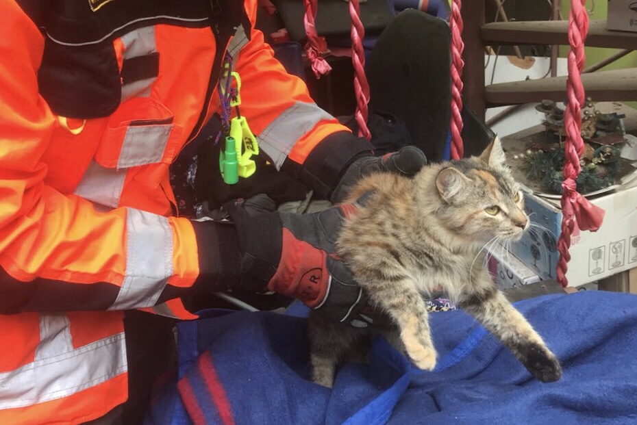 Photo of Durante una hora Bomberos rescató a gatito atrapado