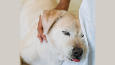 Photo of Epilepsia en perros ¿Qué cuidados debemos brindarles?